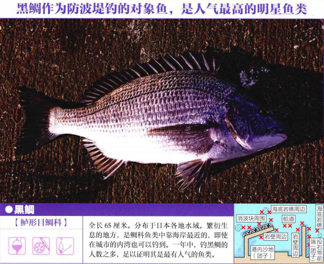 防波堤钓黑鲷不难,掌握食饵喜好、底钓法,教你如何高效钓获黑鲷 - 知乎
