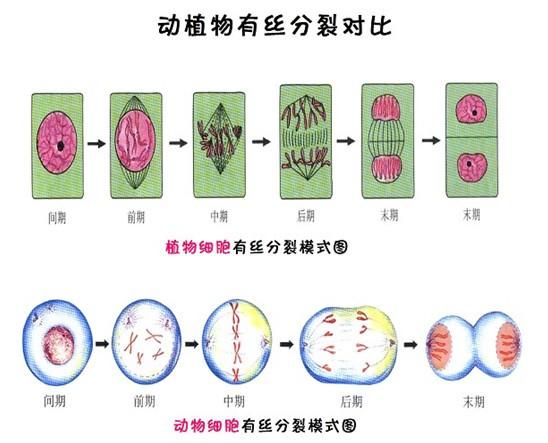 有絲分裂時染色質螺旋成染色體既然螺旋了那又是哪兒來的基因表達有絲