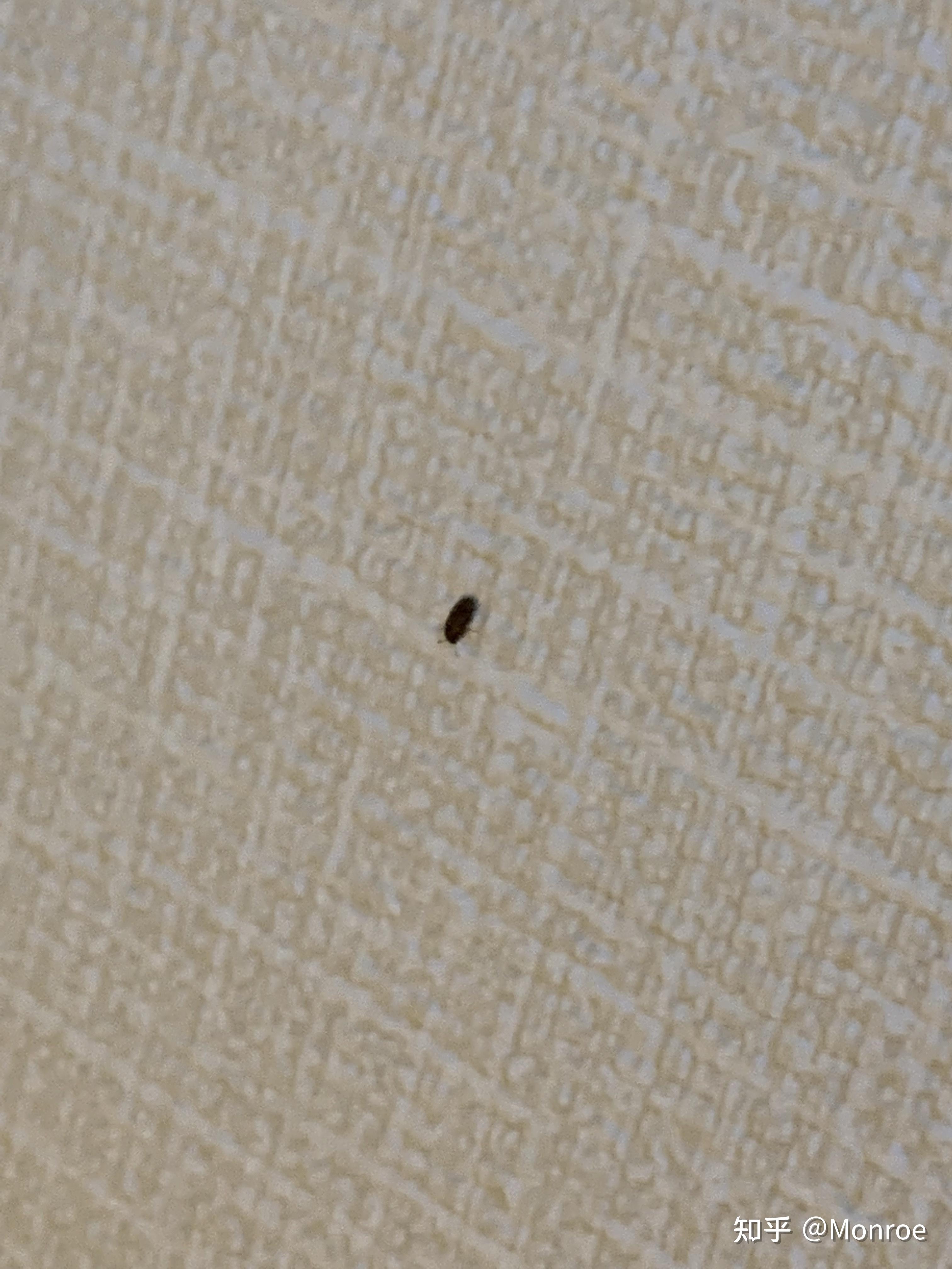 家里最近出现了很多芝麻粒大小棕褐色的小甲虫,谁知道这是什么虫子啊?