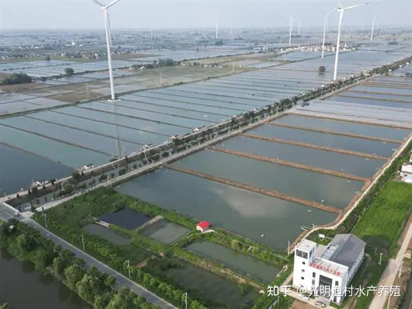 江苏省罗氏沼虾养殖现状 - 知乎