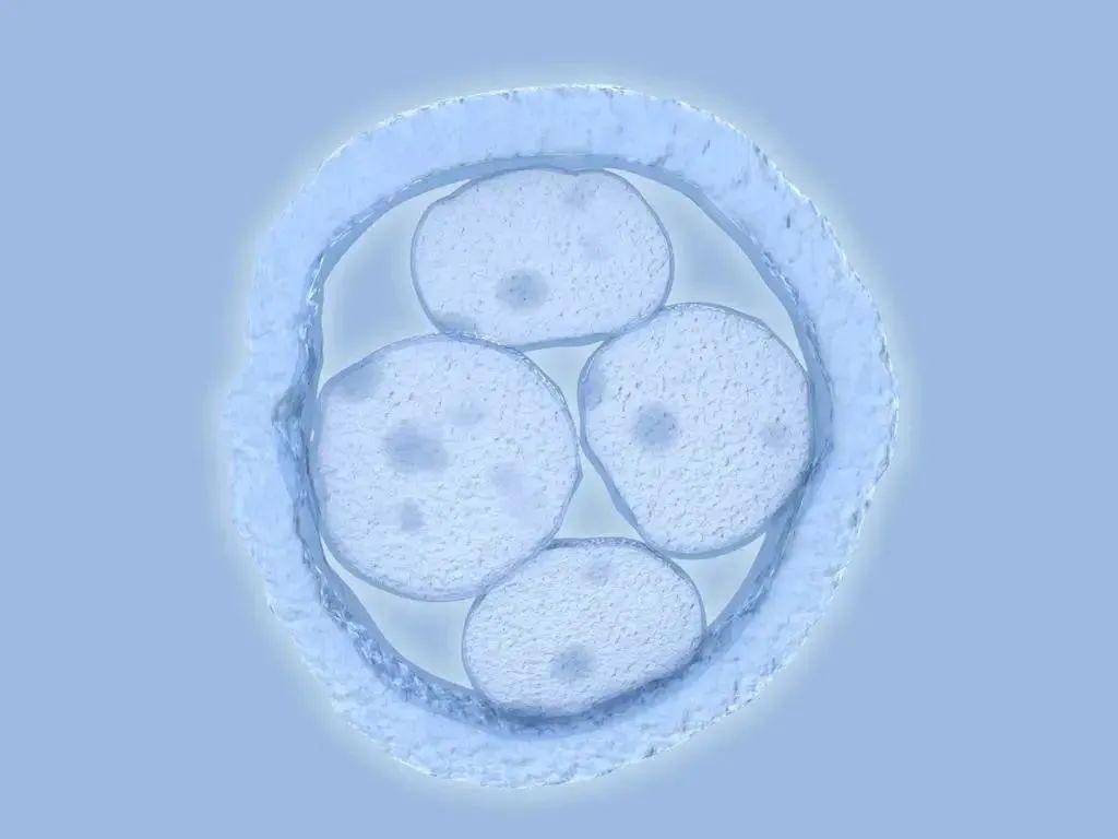 卵裂类型与囊胚