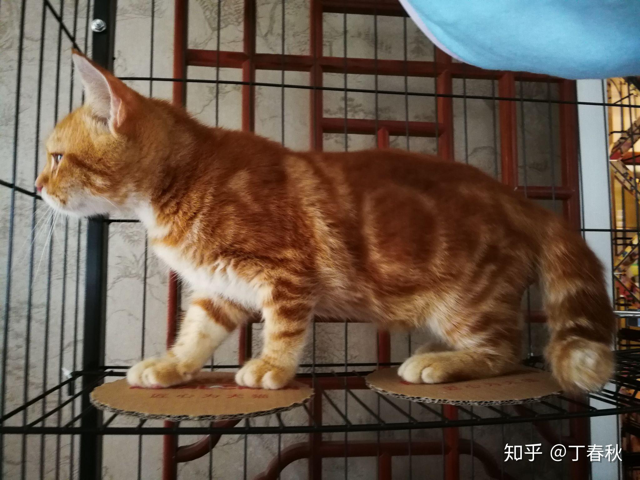 为什么美短红虎斑加白那么冷门