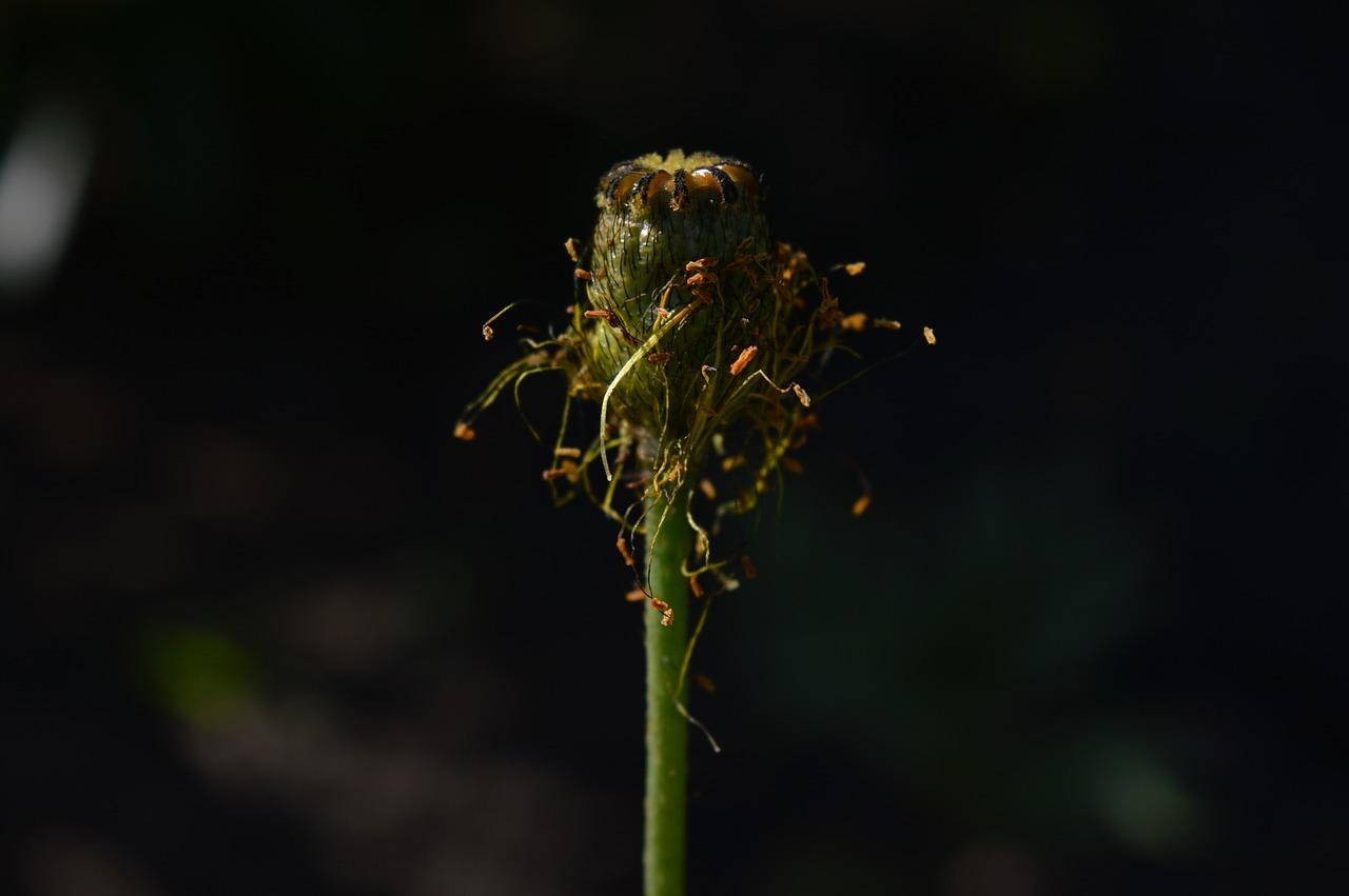 南方适合什么花种