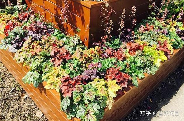 蓝妖：耐寒花卉有哪些？这12种零下20度冻不死室外盆栽，适合粗养