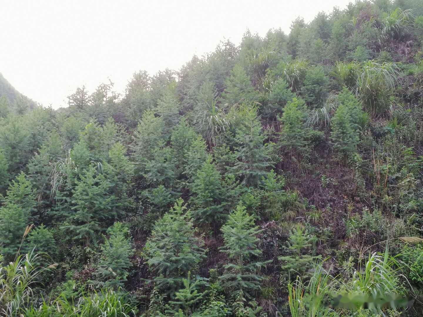 一亩地种植多少株杉木最适宜 - 知乎
