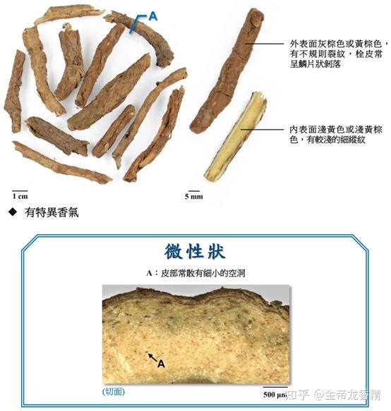 香精与香料(130)—五加皮 - 知乎
