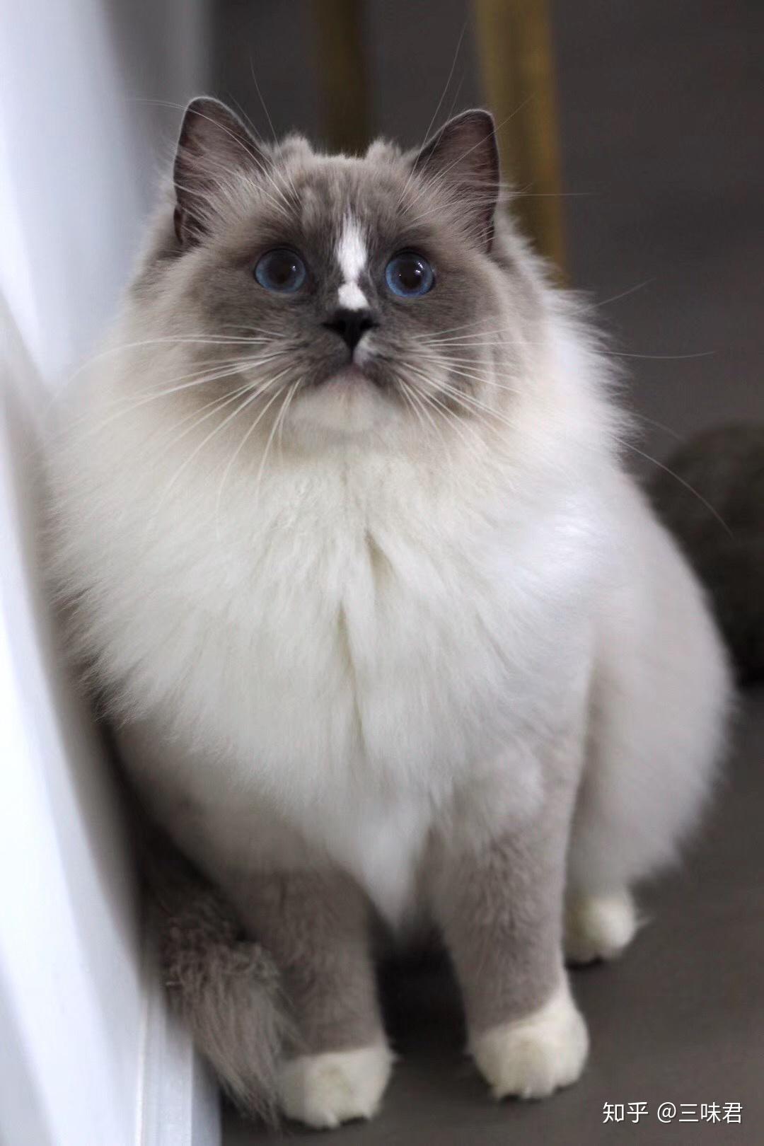 为什么暹罗猫鼻梁那个位置的毛发是白色的呀