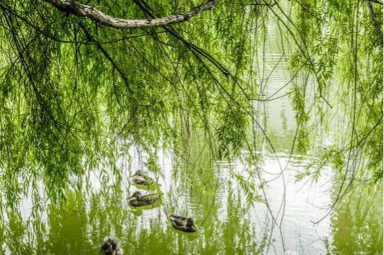 老话说的“四大鬼树”是哪些树,它们为什么被称之为“鬼树”?有何说法 - 知乎