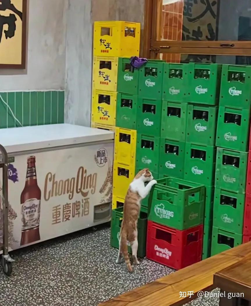 餐馆老板捡了一只“招财猫”，准点上班还任客人摸？网友：喷不了，这种屎黄色的猫最招财！ - 知乎