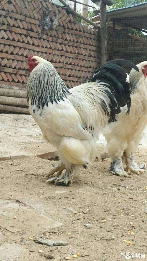 国内有什么高脚鸡品种值得入手? - 知乎