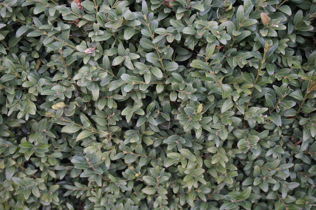 景观设计独特美