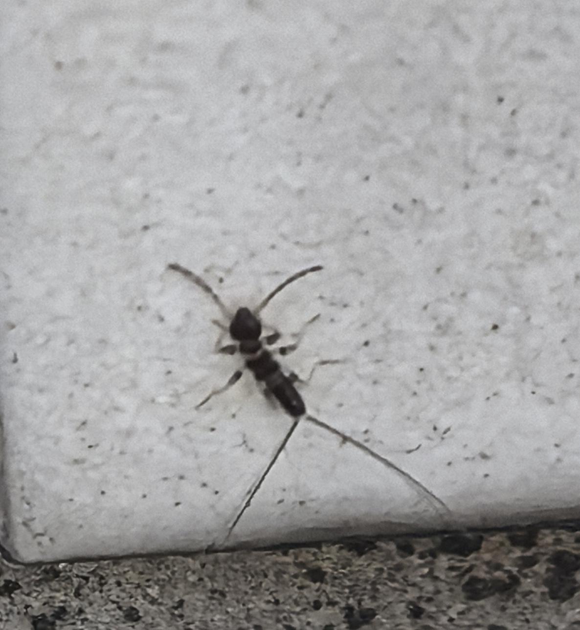 家里发现了长条虫子,它中间有红色圆环的特征