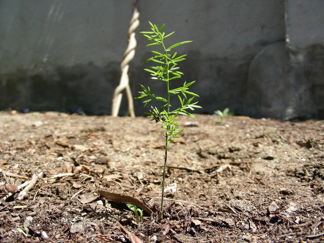 1. 芽菜品牌排行