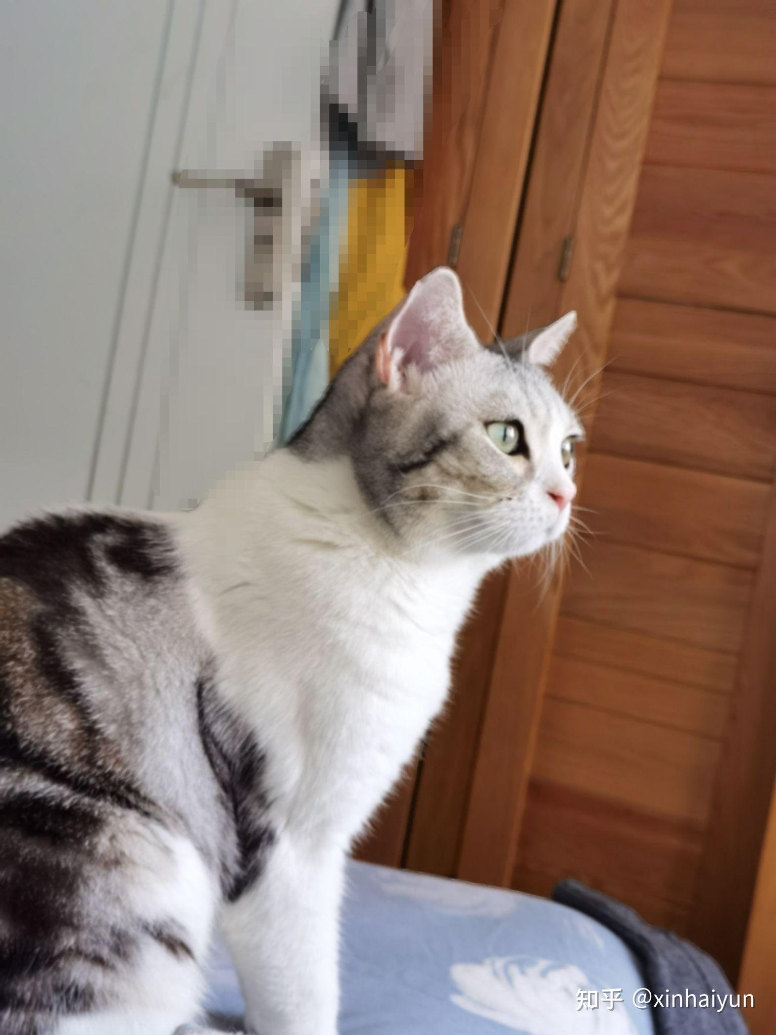 请问3个月大的美短,耳朵尖微微向下耷拉着,是折耳猫吗? - 知乎