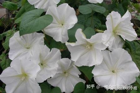 有哪些花是晚上盛开的? - 知乎