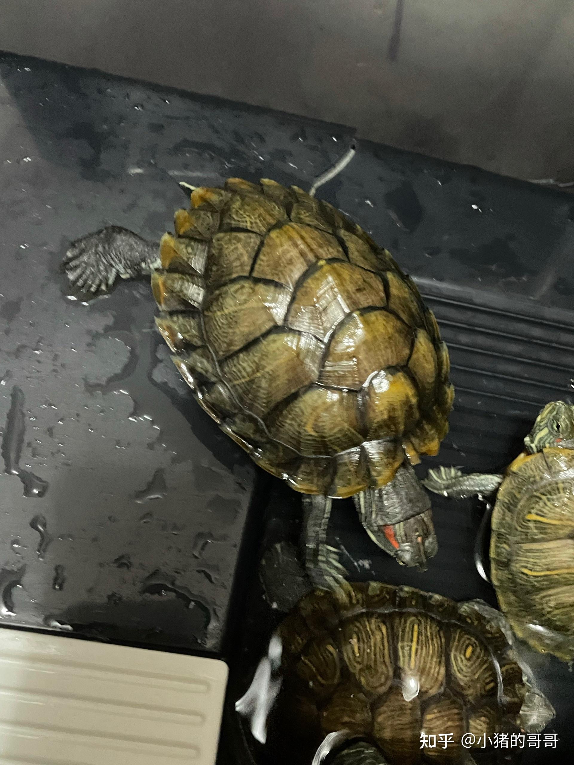 巴西龟和地图龟在一起养一年能杂交吗