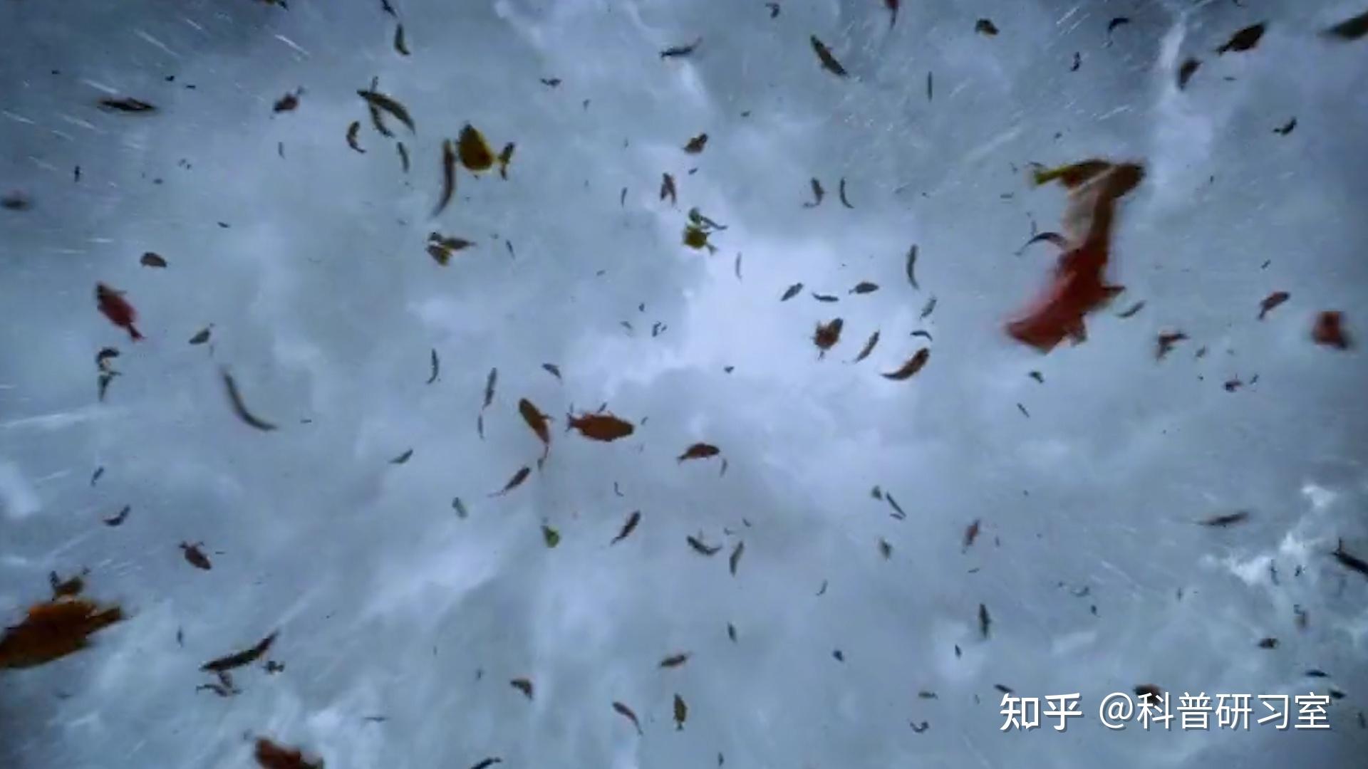 盘点3种最奇特的雨:印度血雨天降厄运,千万青蛙倾盆而下。 #鱼雨 #自然 #动物 - 知乎