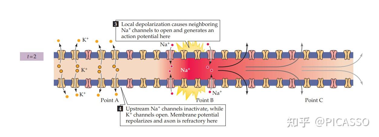 在动作电位形成中,最初始的刺激是如何改变膜电位的呢? - 知乎