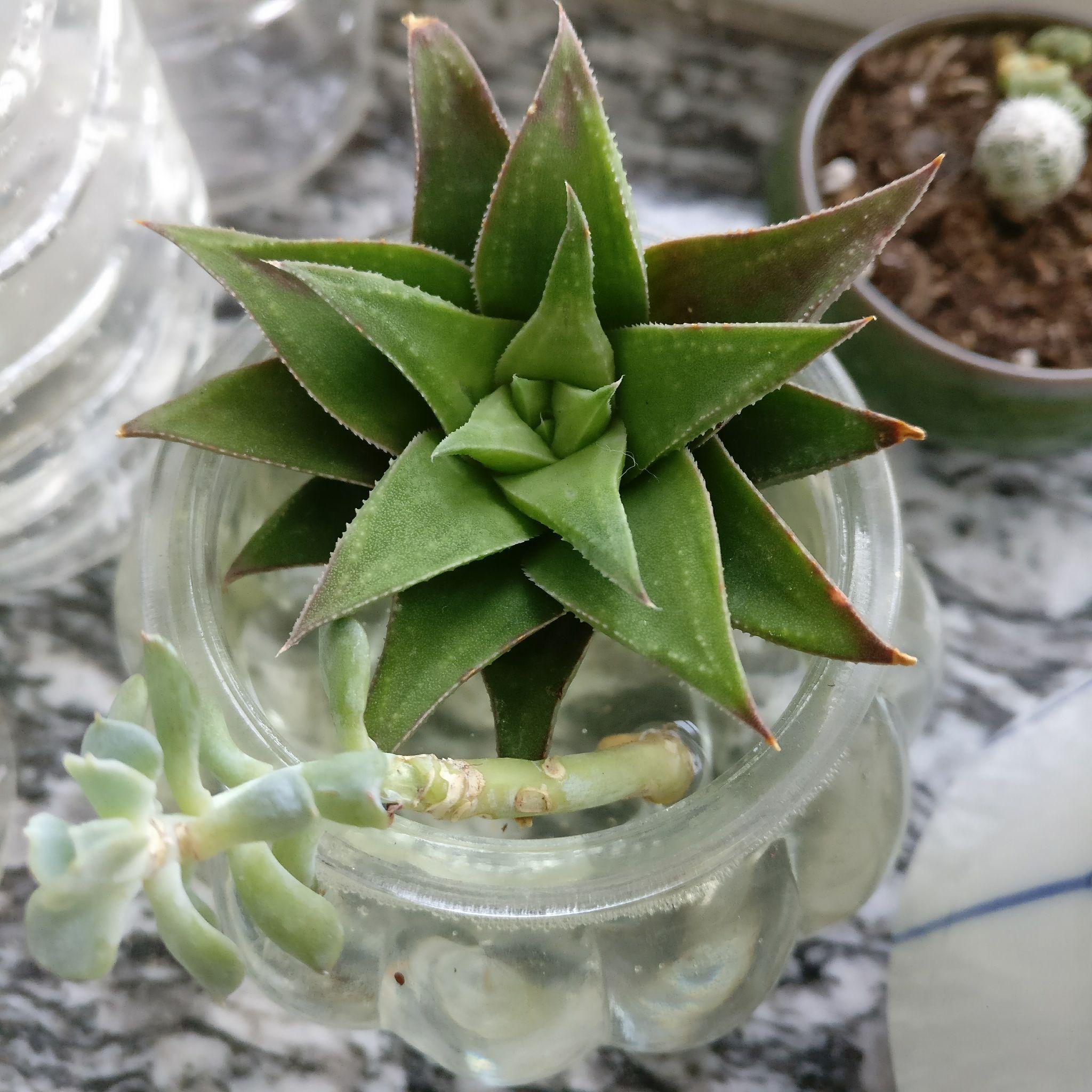 自养的多肉白羊宫状态一直不好,如何调养? - 知乎