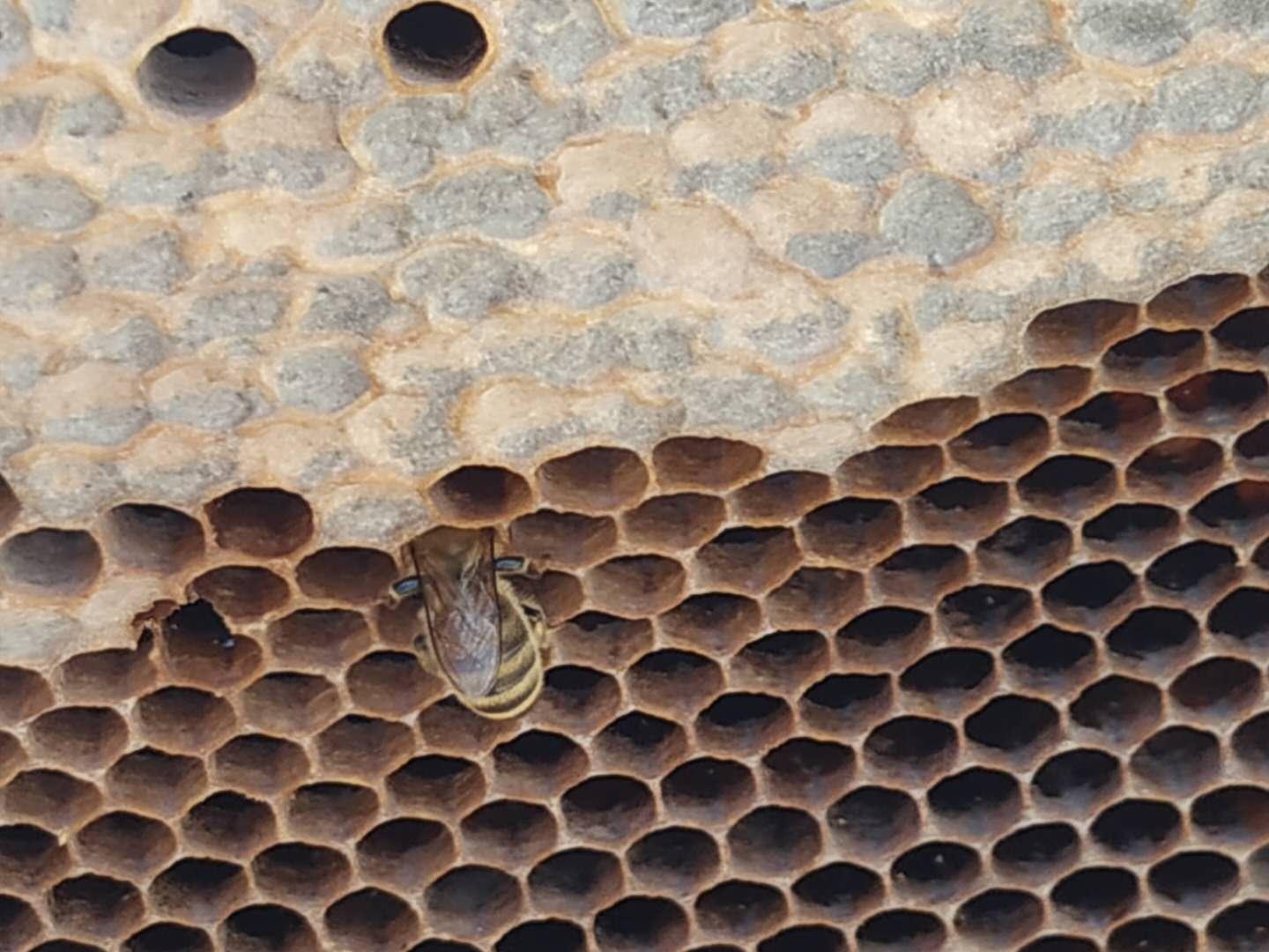 蜜蜂是如何消化和排泄的-知花蜂蜜网-,养蜂知识-蜜蜂|消化|排泄|蜜囊|马氏管|知花蜂蜜-中国蜂蜜行业门户网站-www.zhfengmi.com-文章