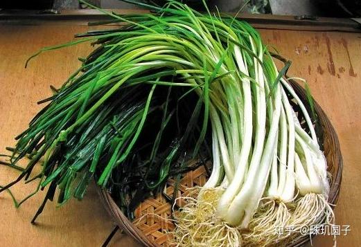 清明美食不止有青团，我们这里荞菜也是主角，荞菜薄撑你吃过没？ - 知乎