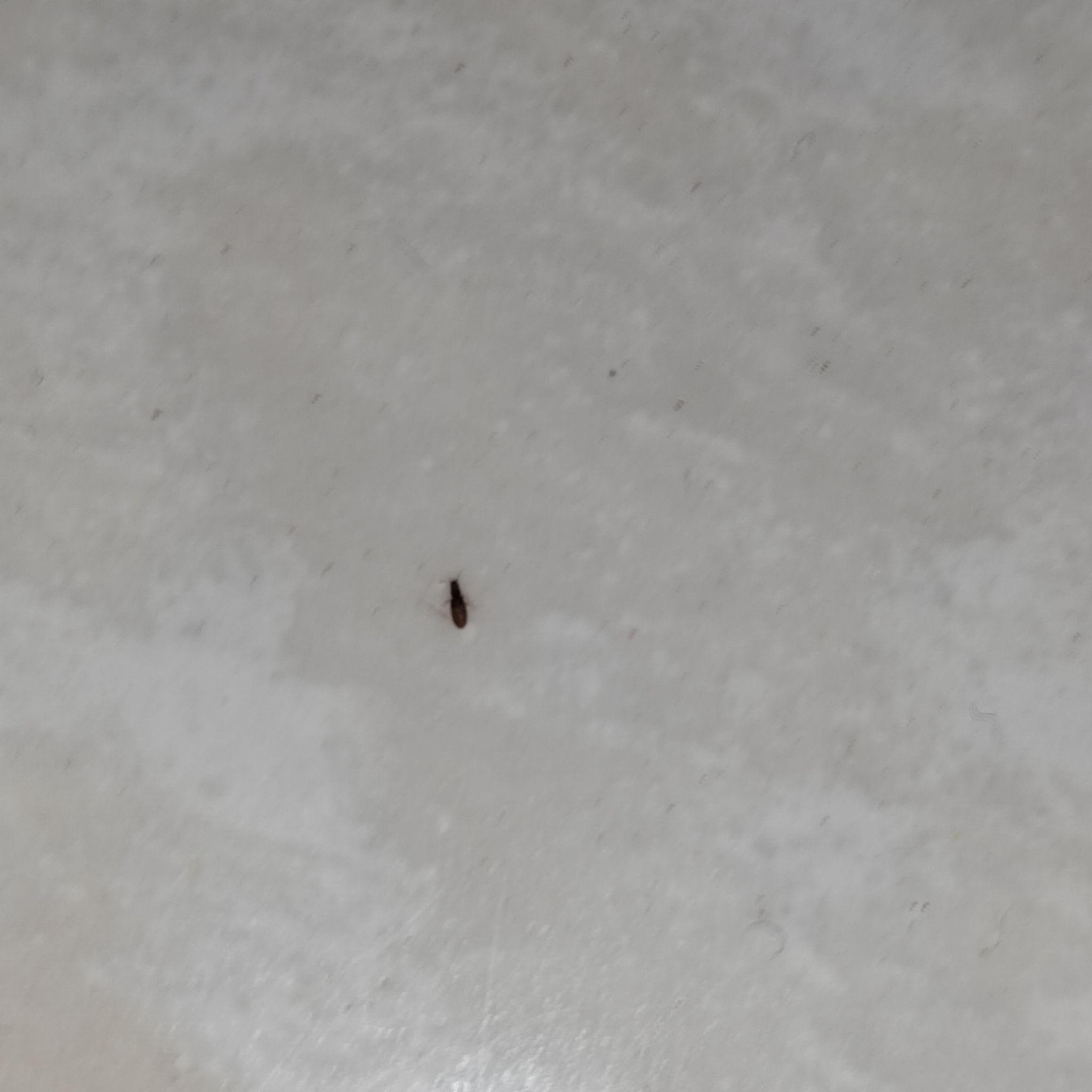 请问这是蟑螂吗在厨房看到的