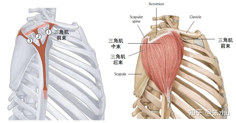 如何在上胸训练中避免肩前束参与过多