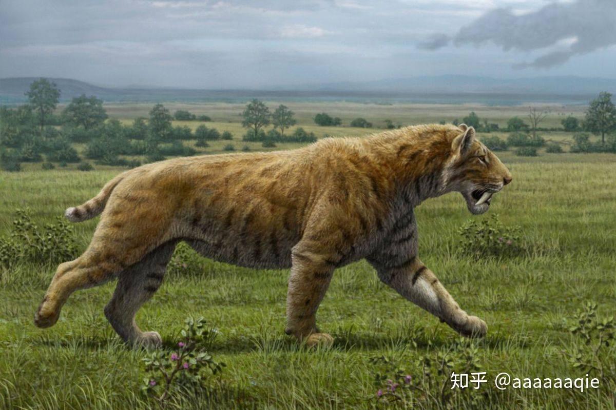 剑齿虎亚科动物的剑齿是露在外面的吗