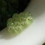 这个世界上有什么动物长得像 P 出来的?