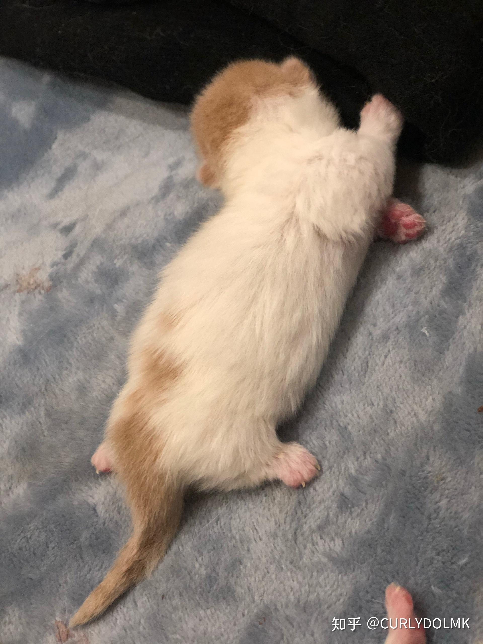 刚出生的小猫如何判断它是不是矮脚