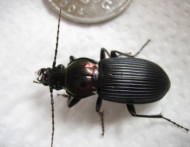 中华婪步甲为什么成批出现? - 知乎