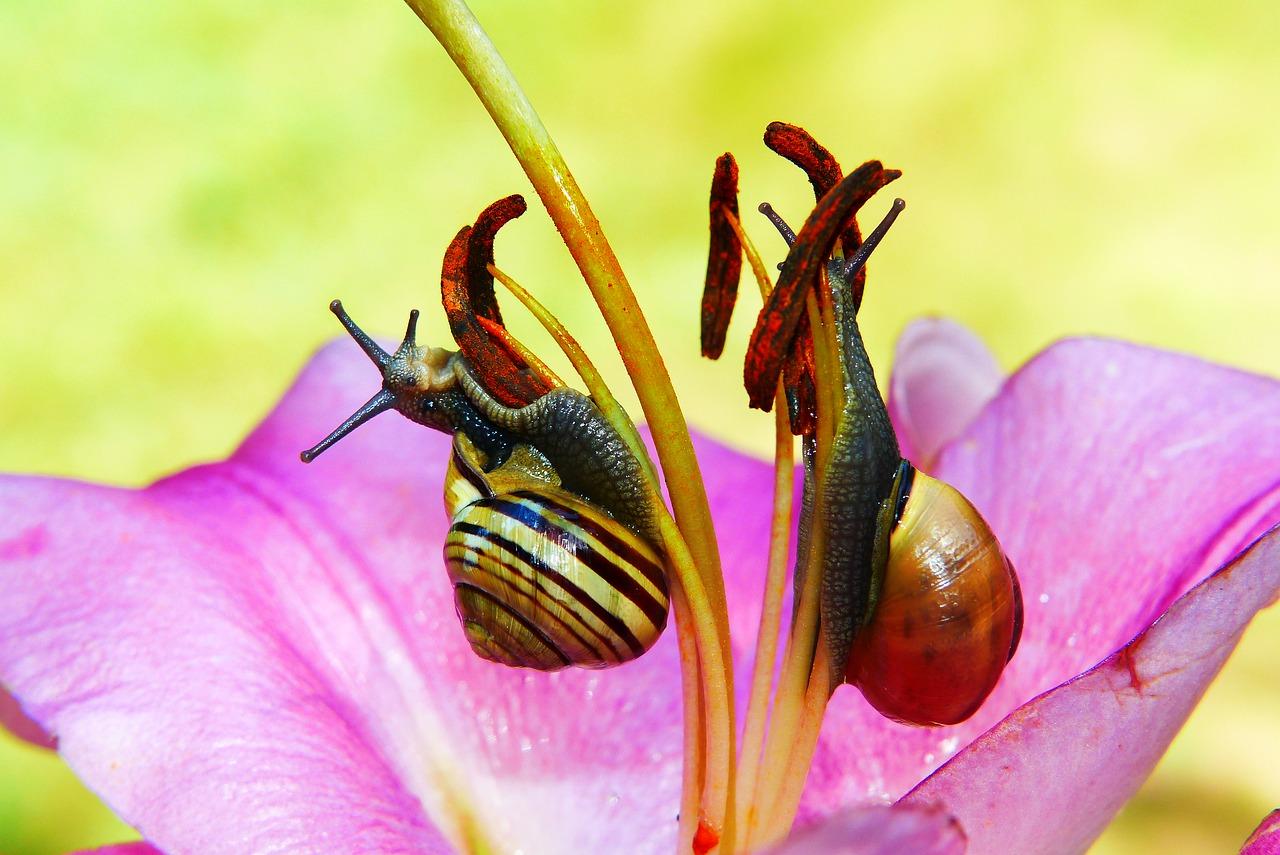 百合花园怎么样
