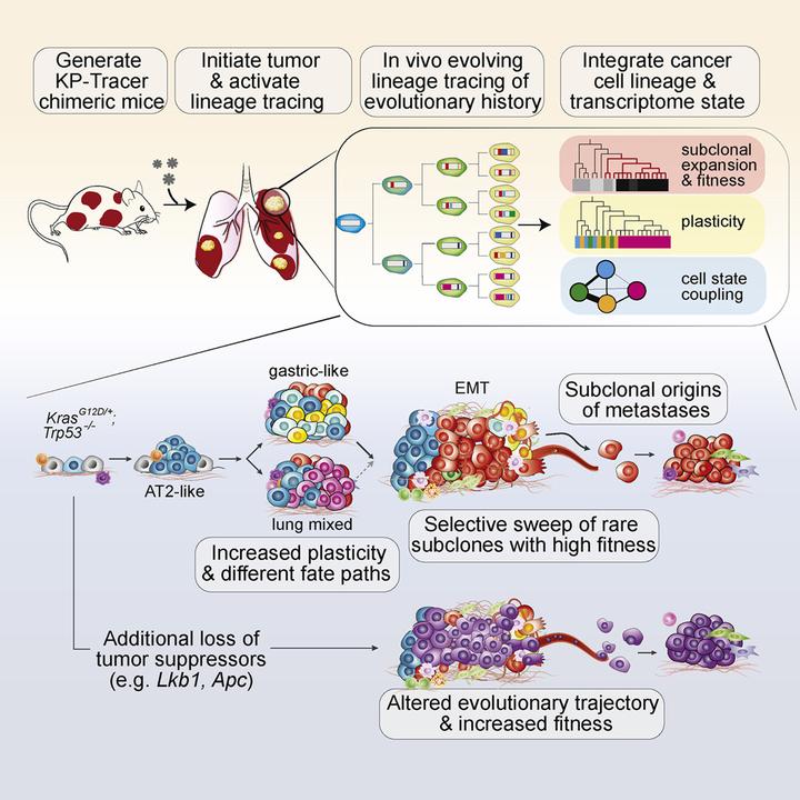 Lineage tracing reveals the phylodynamics, plasticity, and paths of ...