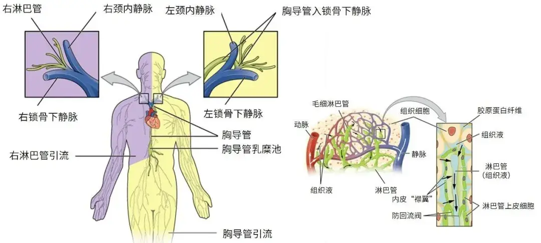 淋巴系统的主要功能有哪些？ - 知乎