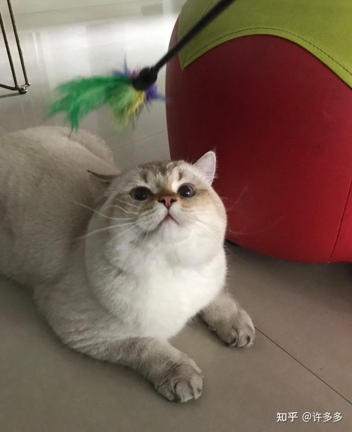 朋友买了一只金点猫现在不是很好看,有没有养了金点的朋友呢,可以看看