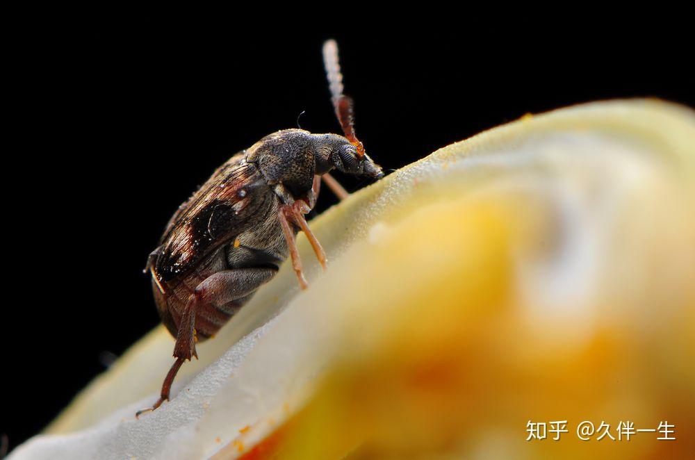 这是什么虫子喜光会飞会装死棕色