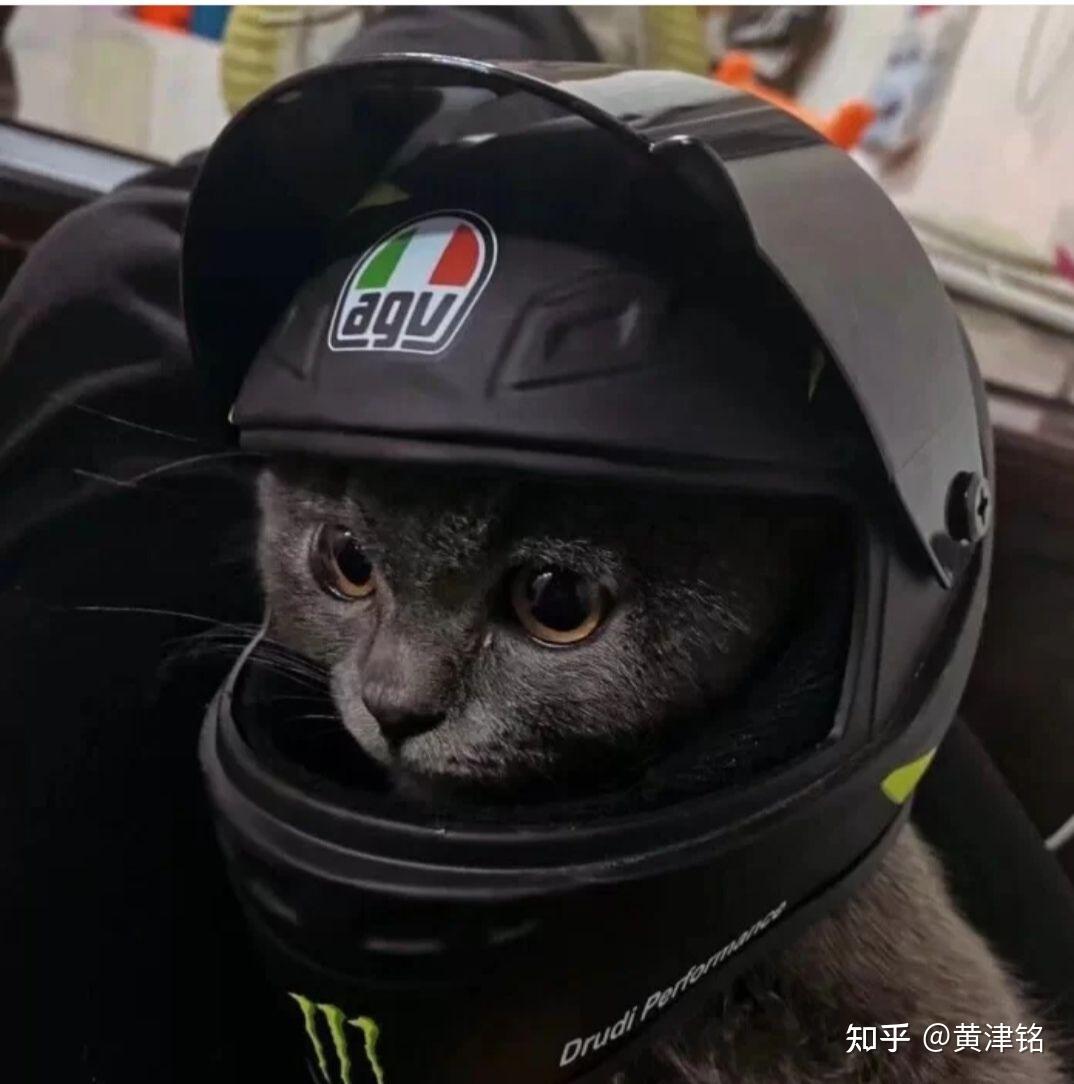 有没有这个头盔猫微信头像? - 知乎