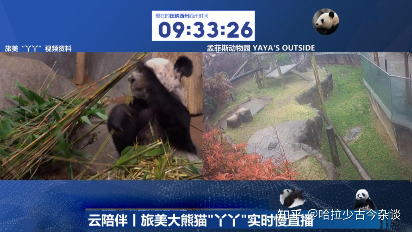大熊猫丫丫回国之旅启程 热烈欢迎 满怀期待 - 知乎