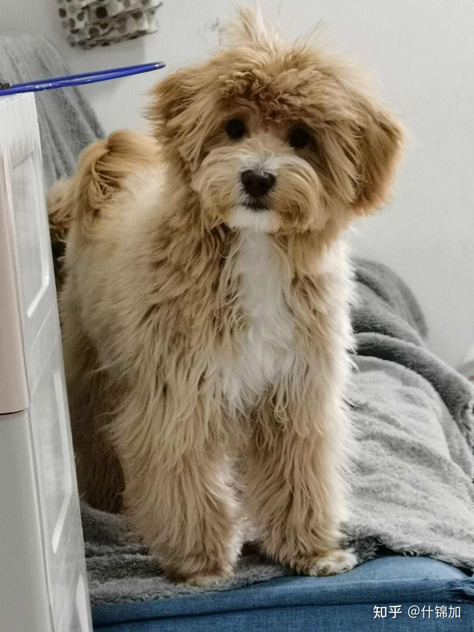 一只母泰迪和一只小土狗交配生出来的小狗是什么形态的?