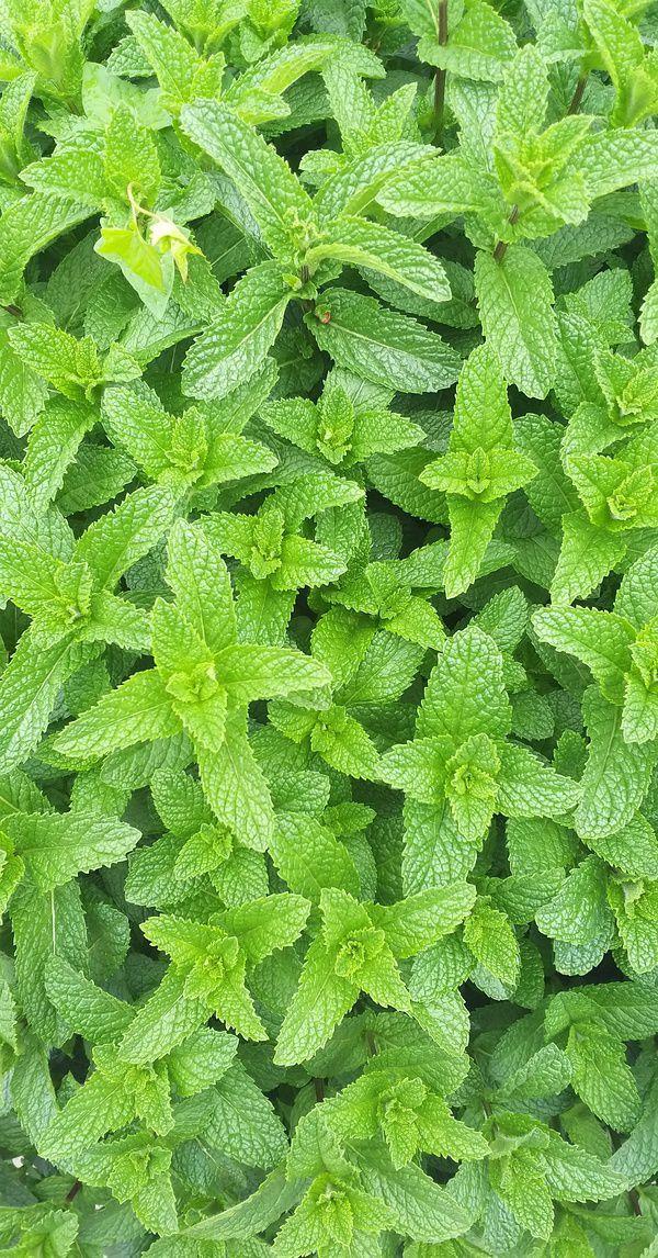 有哪些让你一眼万年的绿色系壁纸?(绿色壁纸大全图片清新自然)