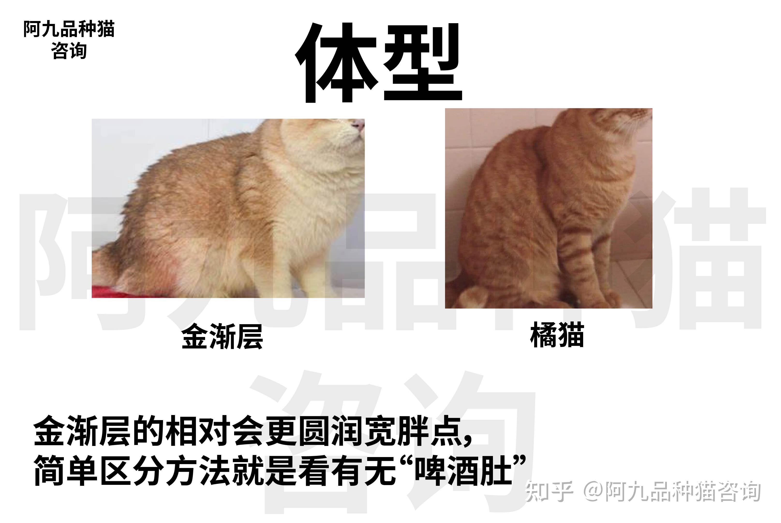 请问这种猫是什么品种朋友说是金渐层ny23是吗