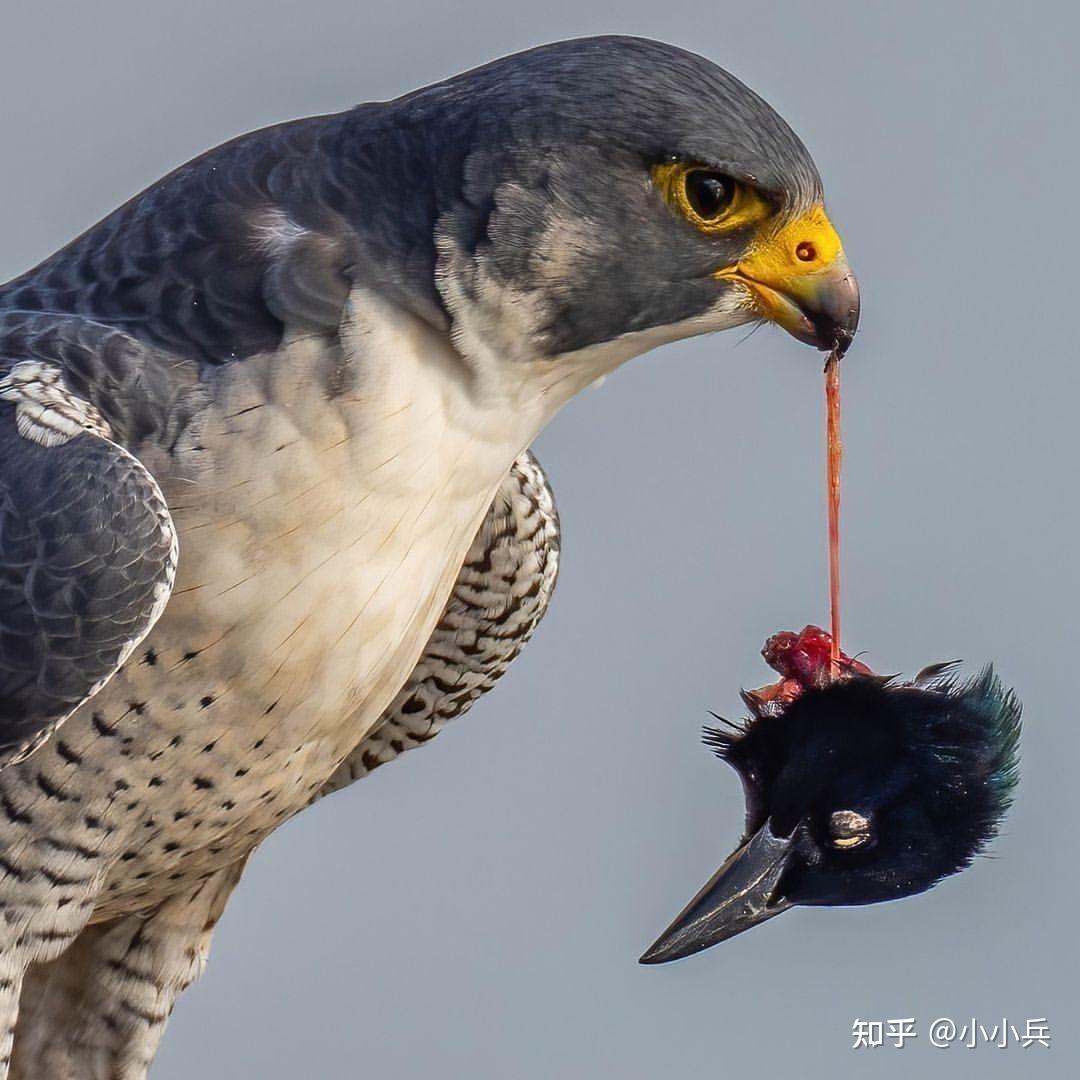 为什么某两种生物之间的捕食关系是自然选择的结果? - 知乎