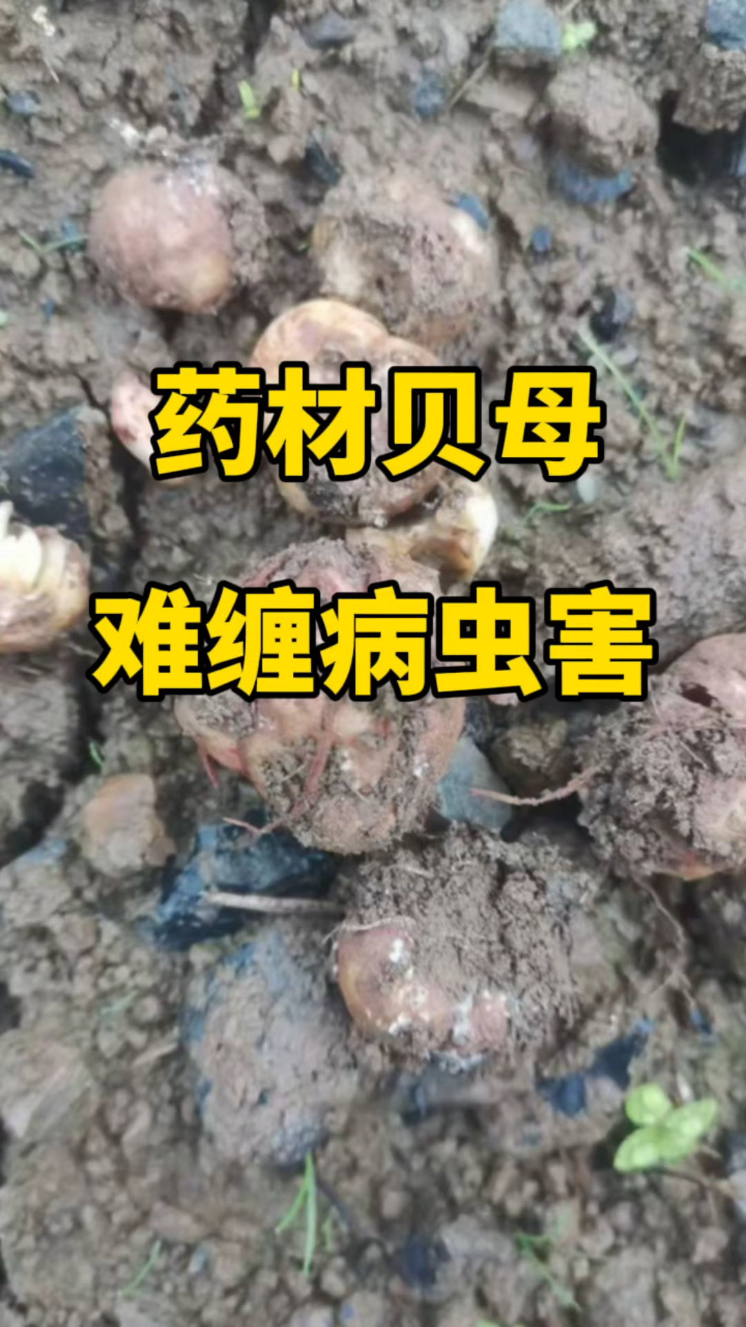 药材贝母难缠病虫害