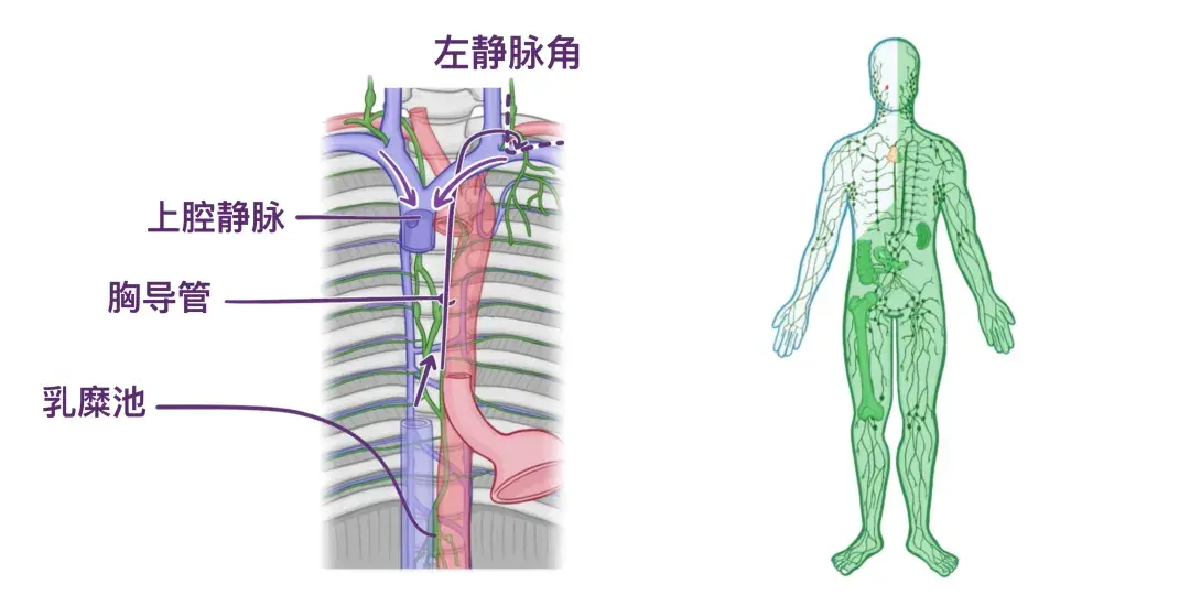 人体解剖学基础:淋巴系统 - 知乎