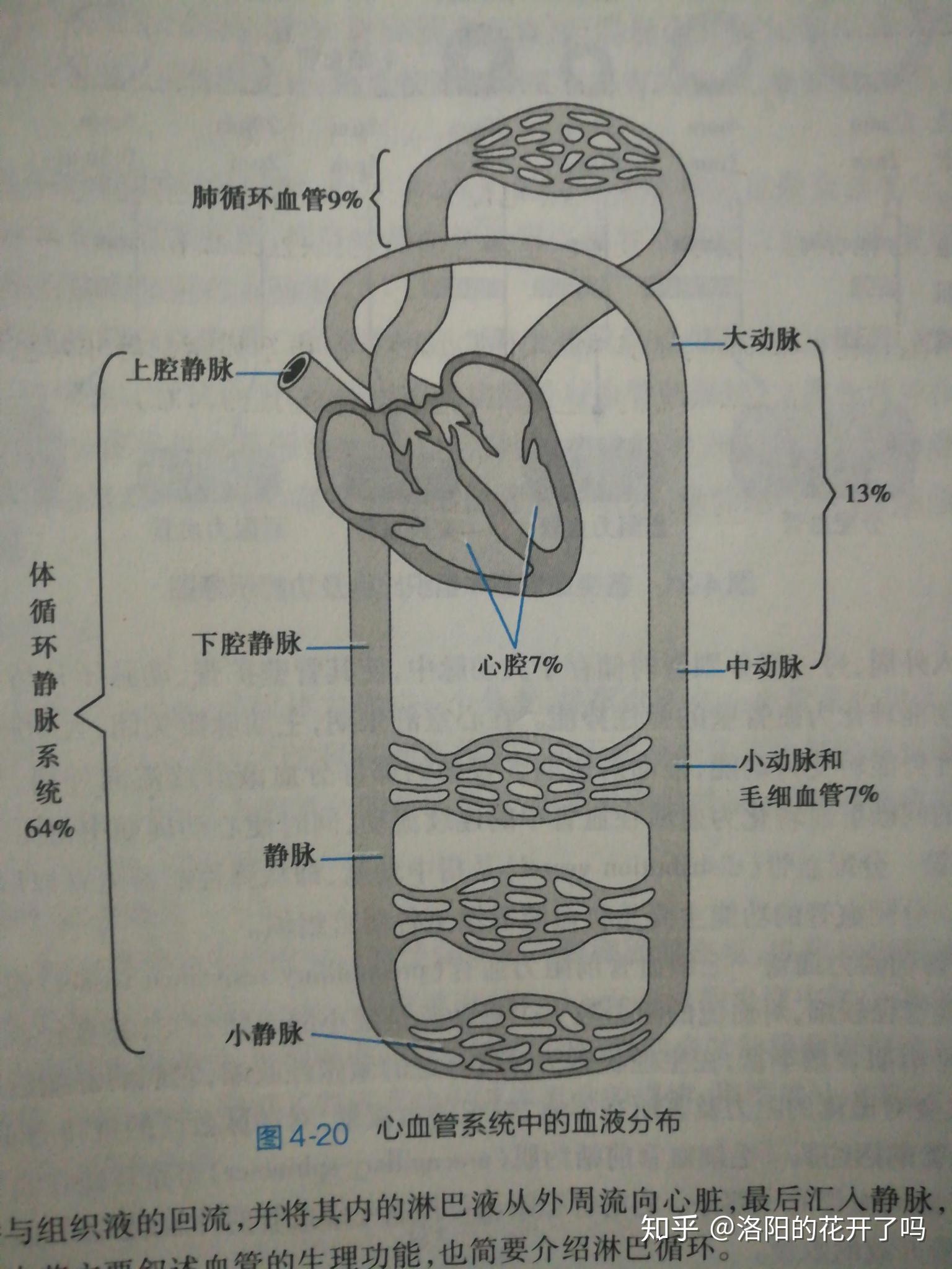 體循環和肺循環運輸的血量同不同