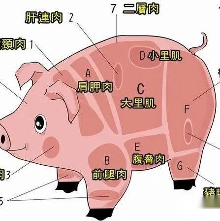 猪各部位肉的名称图片及料理方式 - 知乎