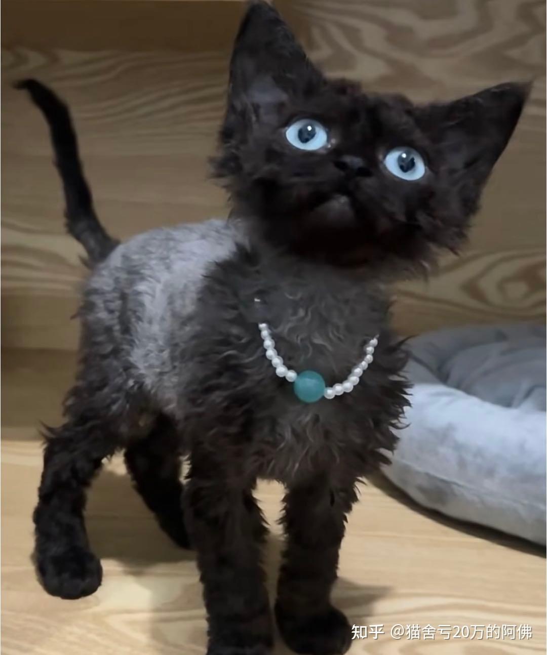 德文卷毛猫到底好不好养?为什么那么多人喜欢德文猫? - 知乎