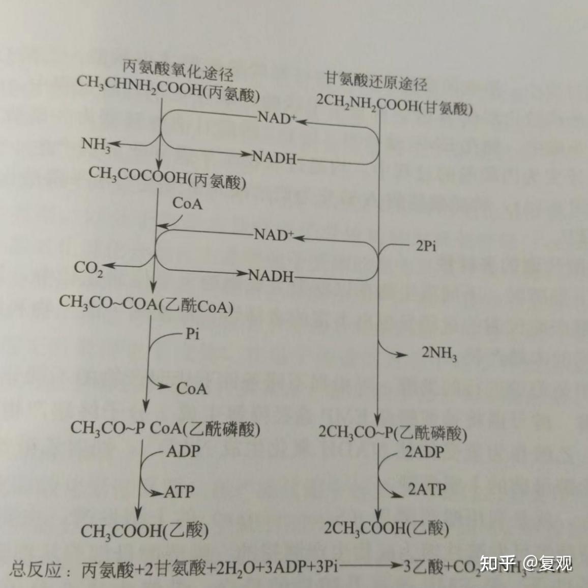 微生物的四种糖酵解途径中，哪个是存在于大多数微生物体内的一条主流代谢途径? - 知乎