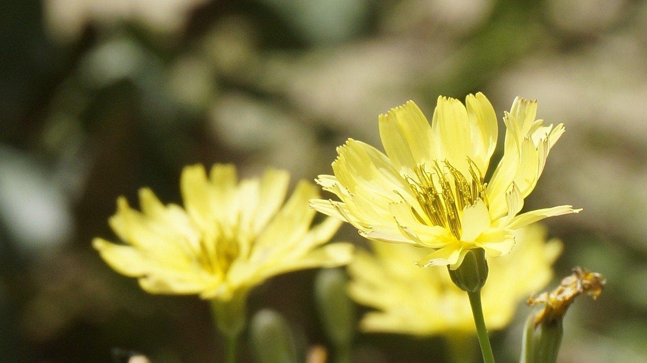 3. 菊花类似品种