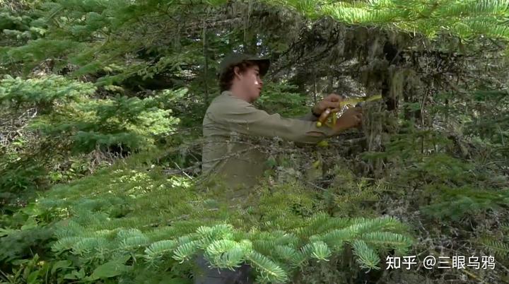 如果将 20 只狼和 500 只鹿放进同一孤岛，最后谁能活下来？